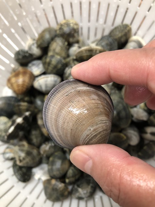 アサリのtwitterイラスト検索結果 古い順