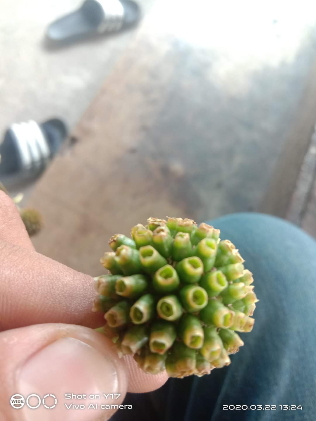 Buah pokok ketum