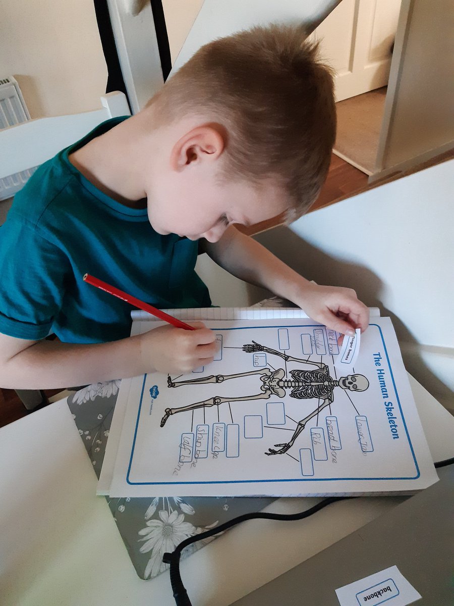 MrsCEvans11's tweet image. @AbbeyPrimary Today L is learning the Human Skeleton and labelling the bones #thelearningproject