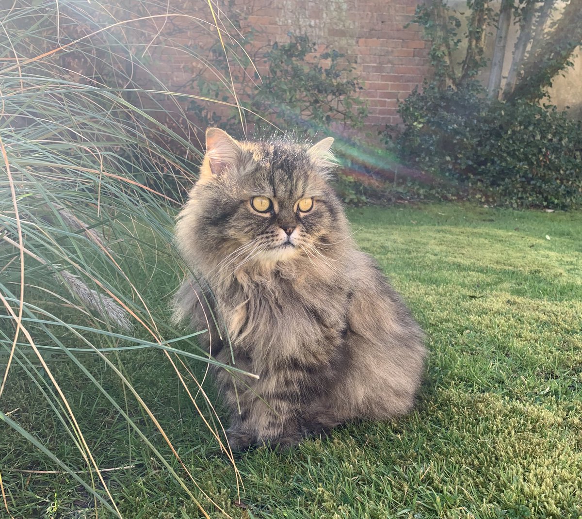 Outside surveying my kingdom. A special cat club meeting will be taking place to discuss world domination. Now the humans are in isolation there’s no stopping us. #catsinqurantine #catsofthequarantine