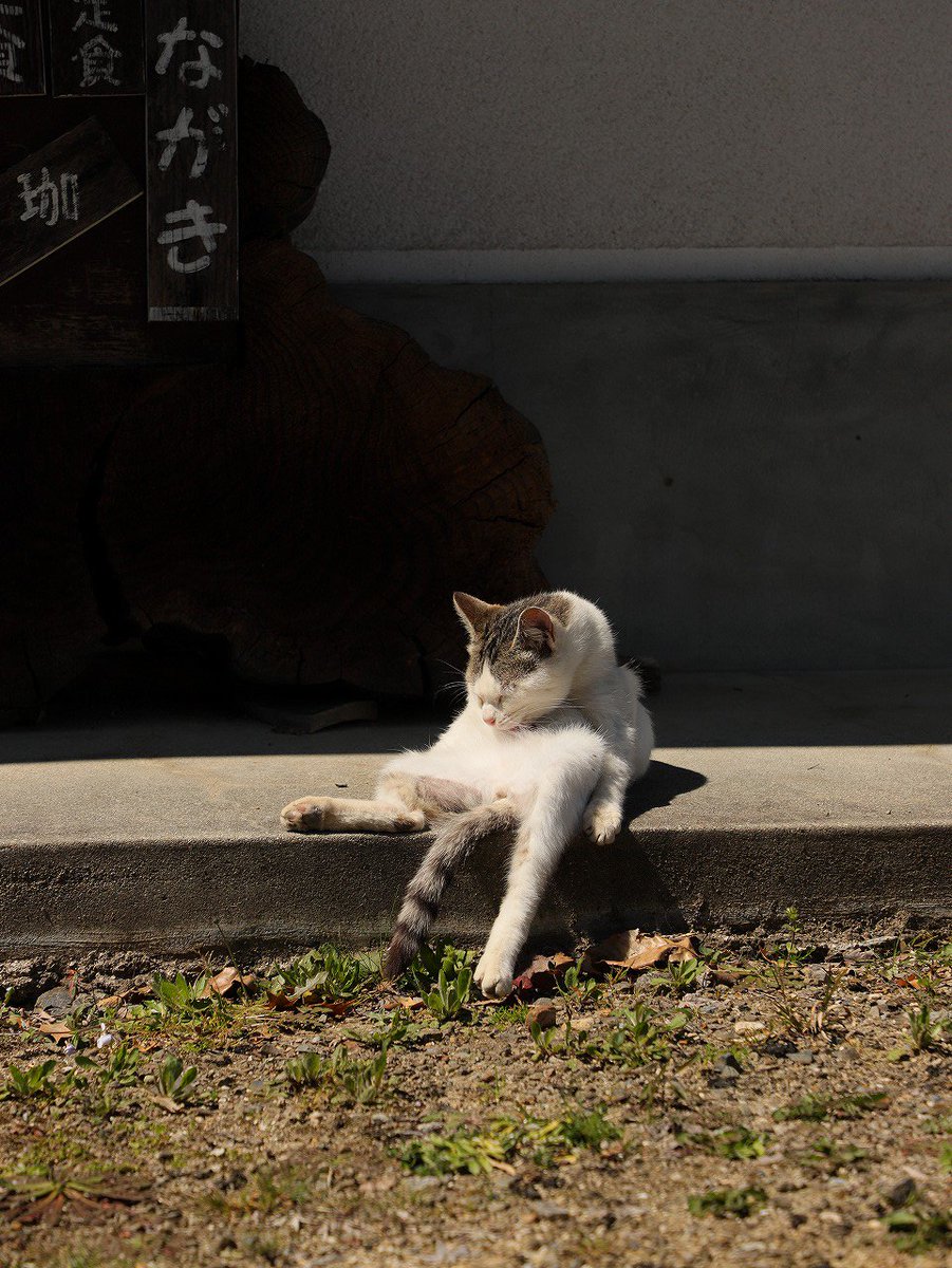 春の日の下。
#ねこ
#CatsOfTwitter 
# 写真撮るのが好きな人と繋がりたい