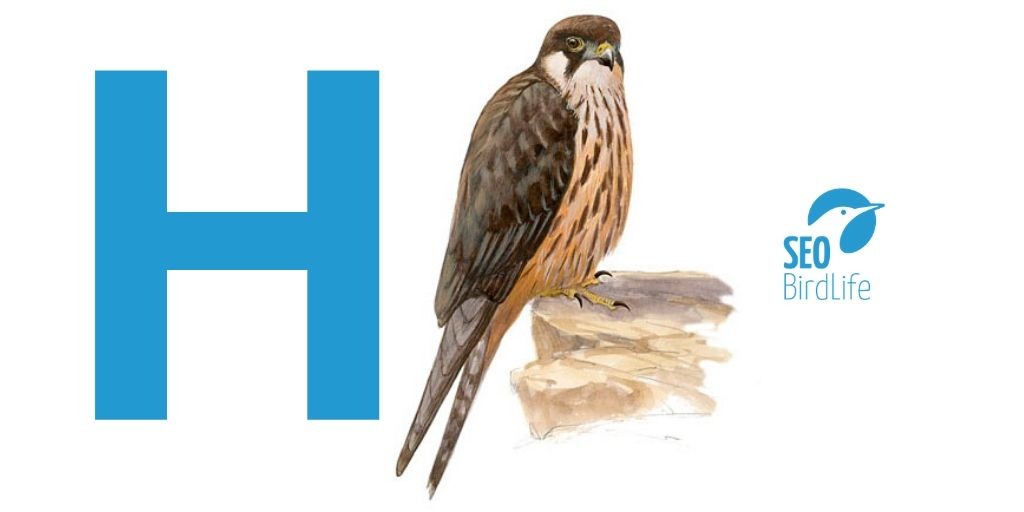 😎 ¿Vamos con otro reto fácil para descubrir aves de la A a la Z?
🤳 Con la «H» y con ayuda de nuestra Guía de Aves (si la necesitas): seo.org/listado-aves-2/
🤓 #QuédateEnElNido y dinos: ¿Qué halcón ves en la imagen y por qué su nombre es importante para quienes amamos las aves?