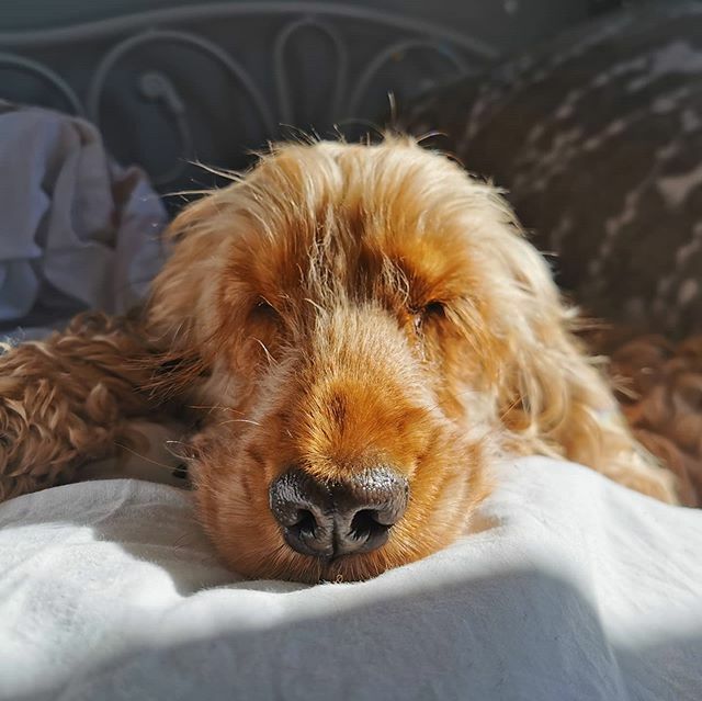 ASpanielsTail's tweet photo. How my co-worker is spending her days.

Hope everyone is keeping safe and well - and most importantly at home where at all possible! Much love to all x

#aspanielstail #englishcockerspaniel #spaniel #spanielsofinstagram #InstaCocker #cockerspaniel #cockergram #cocker #dog #d… https://t.co/QBjrNKXjmw