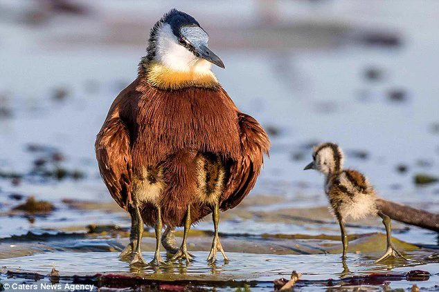 【アフリカレンカク】の足がエイリアンみたい！！と話題