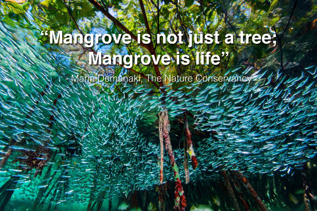 MangroveProject's tweet image. Yes! Mangroves...
supports life 🐯🦌🦉🦋 🌎👵🏾🧔🏽🧕🏿👦🏻
protects life 🌊🌪💨
provides life 🦀🦐🐠🐟🐡🦑
enhances life 🚶🏻♂️👂🏻🛥 🔭📸🚣🏿♂️
is LIFE 🌊🎣🌊🌳🌳🐅🦀🐍🌳🌳🚣👪🌳🌳
©David Doubilet & Jennifer S. Hayes