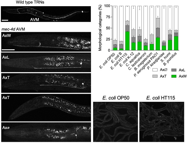 PLOSBiology's tweet image. Bacteria from diet protect worms from #neurodegeneration. @wormCalixto @urrutiav &amp;amp;co show that injured neurons in the nematode Caenorhabditis elegans are protected by a supply of the neurotransmitter GABA from their dietary bacteria #PLOSBiology plos.io/3drVhlJ