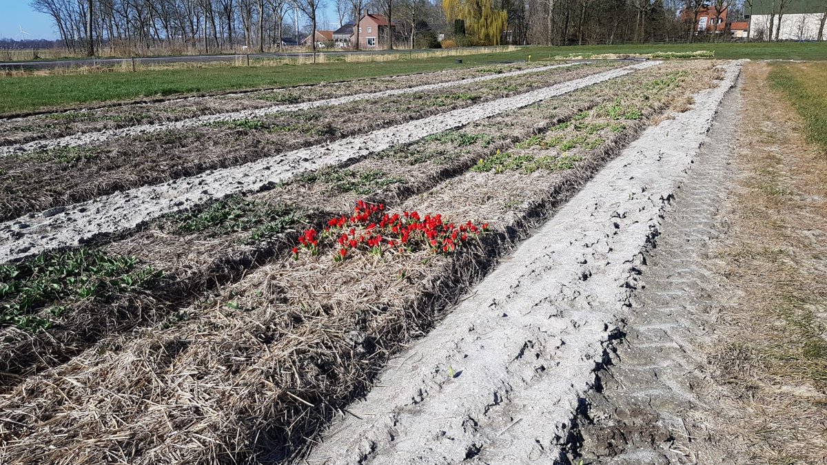 Het #Tulpenbelevingsveld blijft dit jaar gesloten, maar zoals je van ons gewend bent, zullen we wel regelmatig een update geven van de groei van de #tulpen. #staysafe

De eerste vroege soorten in de #tulpensoortentuin stralen ons al toe.