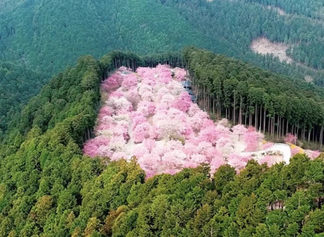 美しい山桜の光景・とっても素敵！！ピンクがぎっしり・・・！！
