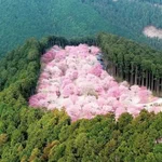 美しい山桜の光景・とっても素敵!ピンクがぎっしり・・・!