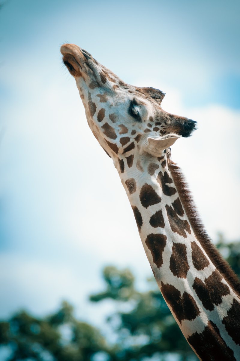 HOME SCHOOL. Make it wild. Did you know? The heart of a giraffe can weigh up to 11kg! There are 4 x giraffe species: Masai Giraffe. Northern Giraffe. Reticulated Giraffe. Southern Giraffe. Giraffe can reach speeds 60km/h #HomeSchool #WFH #Wildlife #Safari #Conservation #Giraffe