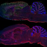 Image for the Tweet beginning: Great initiative by @ARUKscientist to