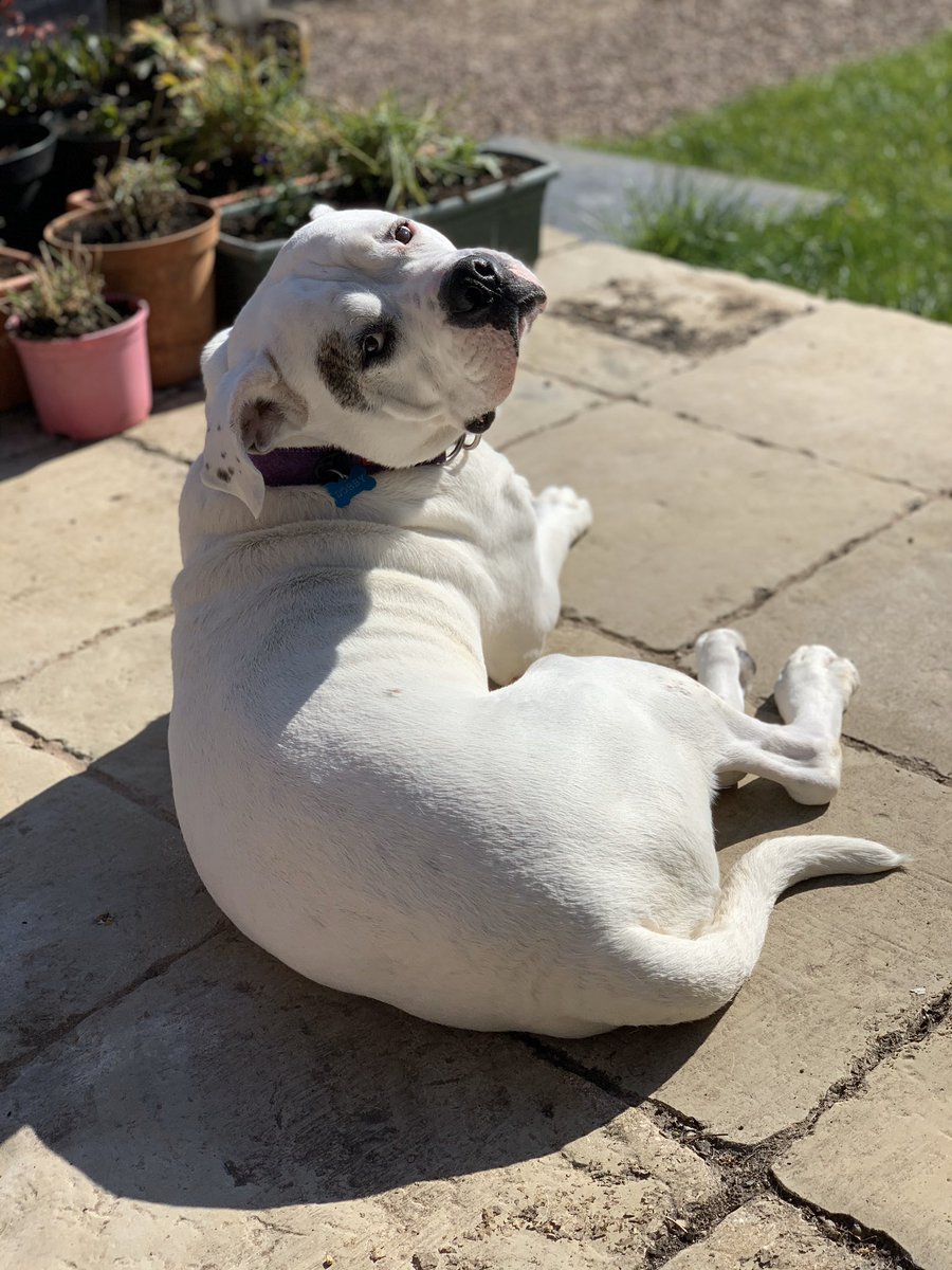 a8n_pub's tweet photo. Another lovely morning to sit and drink coffee in the garden with the dog. If anything I may have to start complaining that itโs gotten too warm! #typicalbrit ;-) At least Iโm getting a good dose of vitamin D. Things could be worse... https://t.co/fwuTd0M7QH