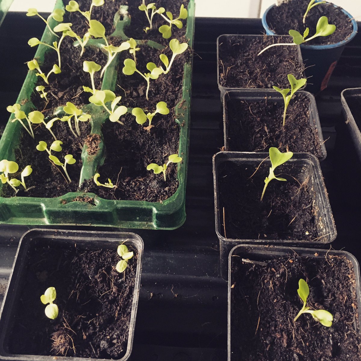 MrMicrogreen's tweet image. Food security. Grow what you like. Grow your own.