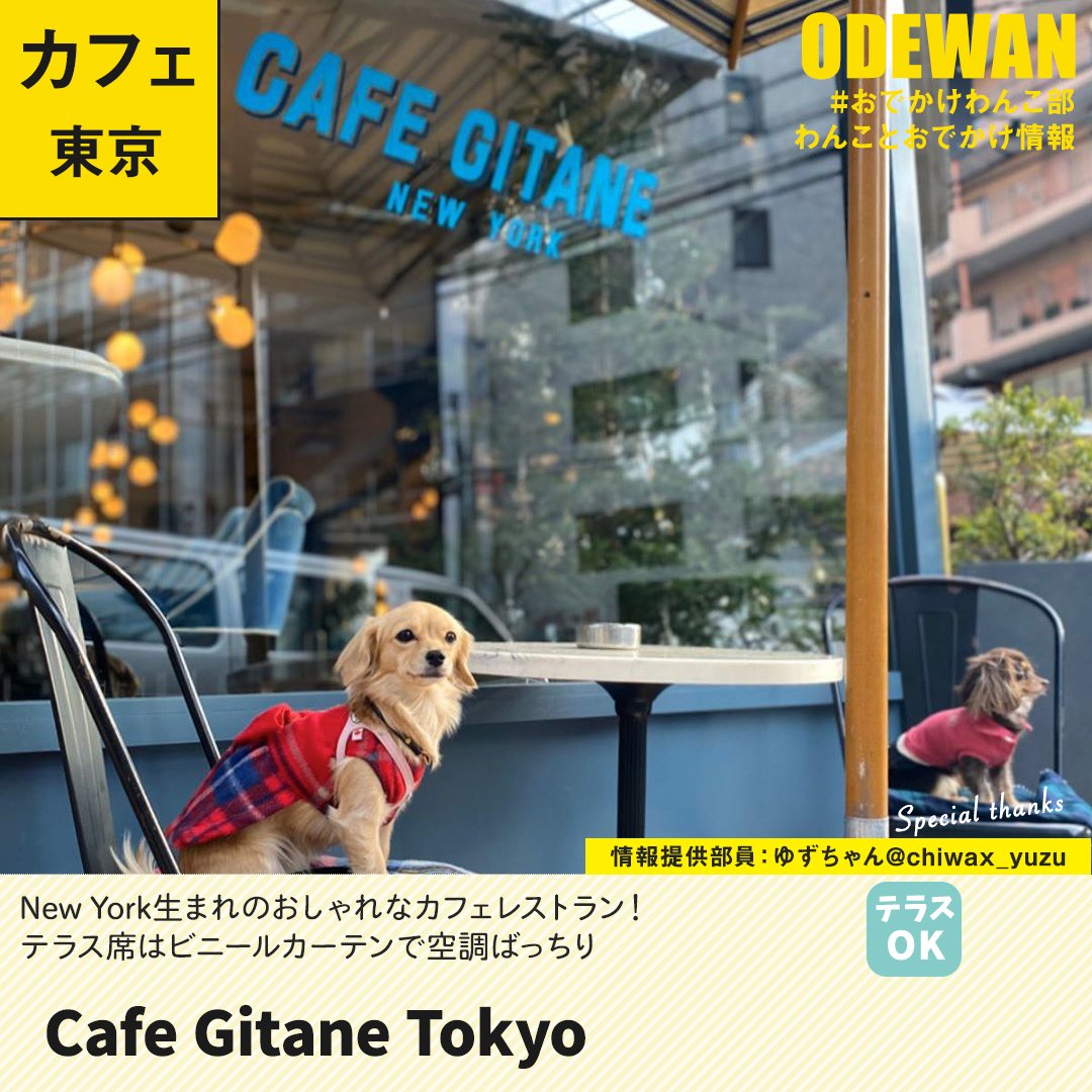 おでかけわんこ部 愛犬とのおでかけ情報 Cafe Gitane Tokyo に行ってきたよ ゆずちゃんから写真レポが届きました 東京わんこokカフェの詳細 T Co Wlxcewiabq おでかけわんこ部 わんことお出かけ わんこok わんこokカフェ 犬部 チワックス