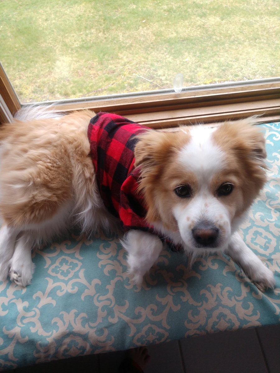 SSabatula's tweet photo. Even Charlie is joining in on Pajama Day! 🐶🐾 #BDNstayingconnected https://t.co/ryDmarzVZP