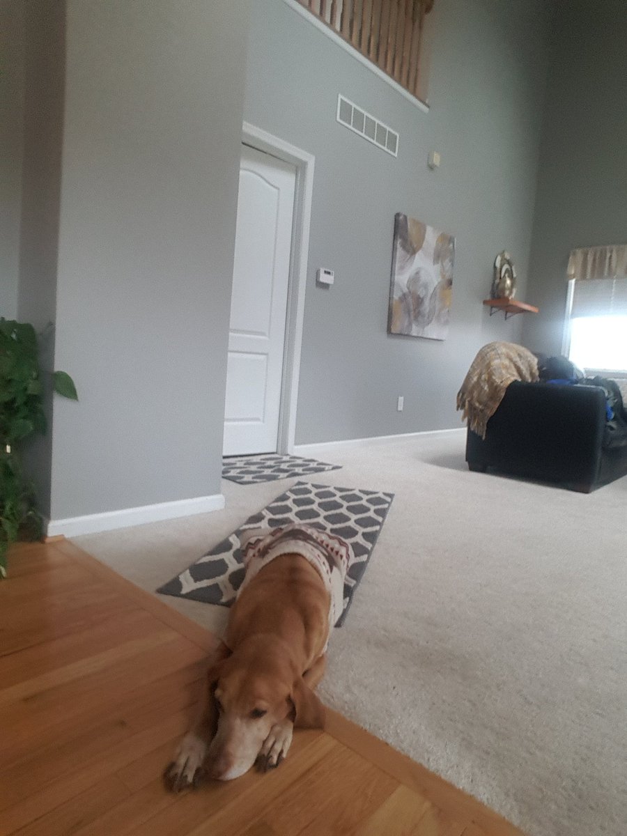 My work from home companions #nbmsspiritweek2020