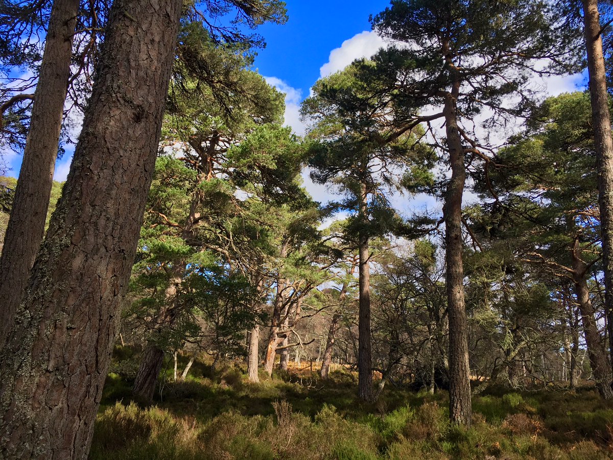 Galbraith_FOR's tweet photo. Hope this picture helps to cheer someone up this morning. I know it did for me. π²ππ²
#Scottishforestry #Scotspine #Nativepine
https://t.co/ige7uNMTxK https://t.co/CwkfU0DyMb