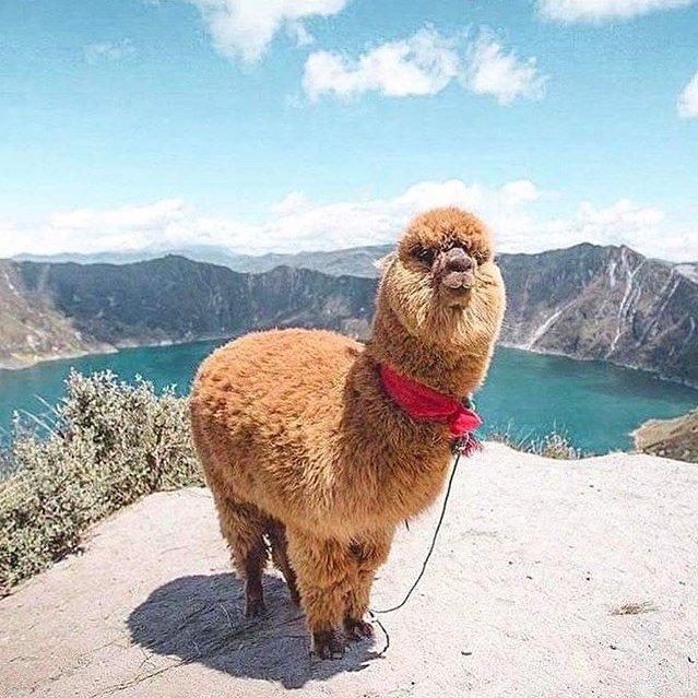 ATLAS_inst_'s tweet image. Qui n&apos;a jamais rêvé de voir un alpaga en vrai ? 🦙
-
-
#travel #voyage #voyager #bucketlist #igtravel #perfectplace