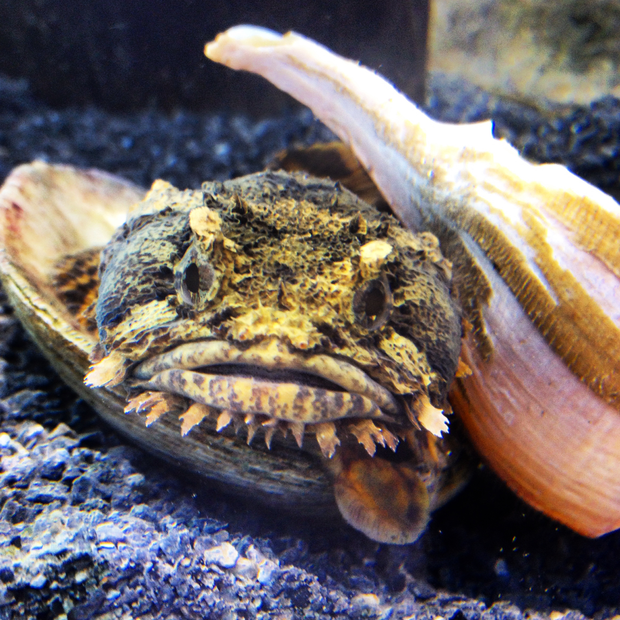 Brooklyn Bridge Park on X: Meet the Oyster Toadfish, a bottom