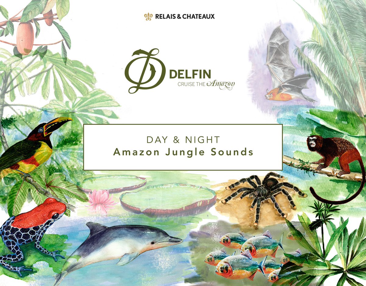 DelfinAmazon's tweet photo. Bring the serenity and calmness of the Amazon to your home. Whether it's for meditating, white noise or for the home office, play our Amazon Jungle Sounds to get instantly transported to this magical part of the world.

Listen to the Amazon, here:
https://t.co/JMCrVoPNVC https://t.co/RYhGzRkZCQ