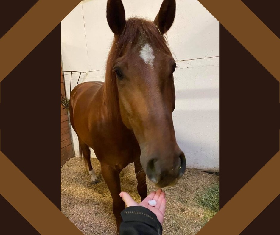 MedievalChicago's tweet photo. 🎉🎉 Hip Hip Hooray, it's Rusty's 5th Birthday! 🎉🎉
Rusty is a Quarter Horse who joined the Chicago Team in 2019. Today, Rusty has chosen to celebrate by rolling out of bed to a delicious sugar cube!
#mtfan #mtchicago #medievaltimes #horse #birthday https://t.co/DEHYecY5rZ