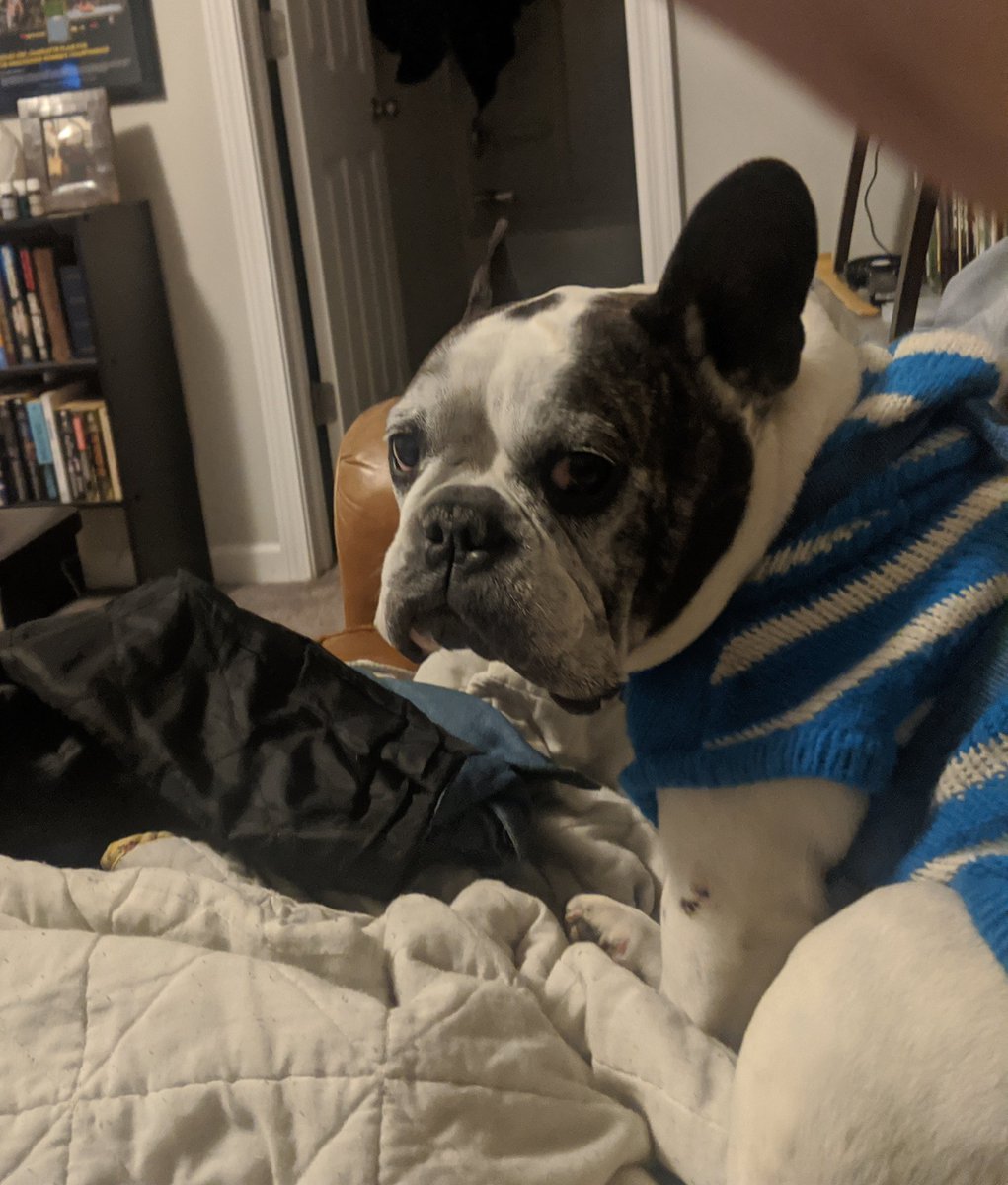 FrenchieSlider's tweet photo. @derekstark @_TeeRay Arf!  You better not bring that toad into MY cave dad!!! 😤😤 https://t.co/YCWItocK1t