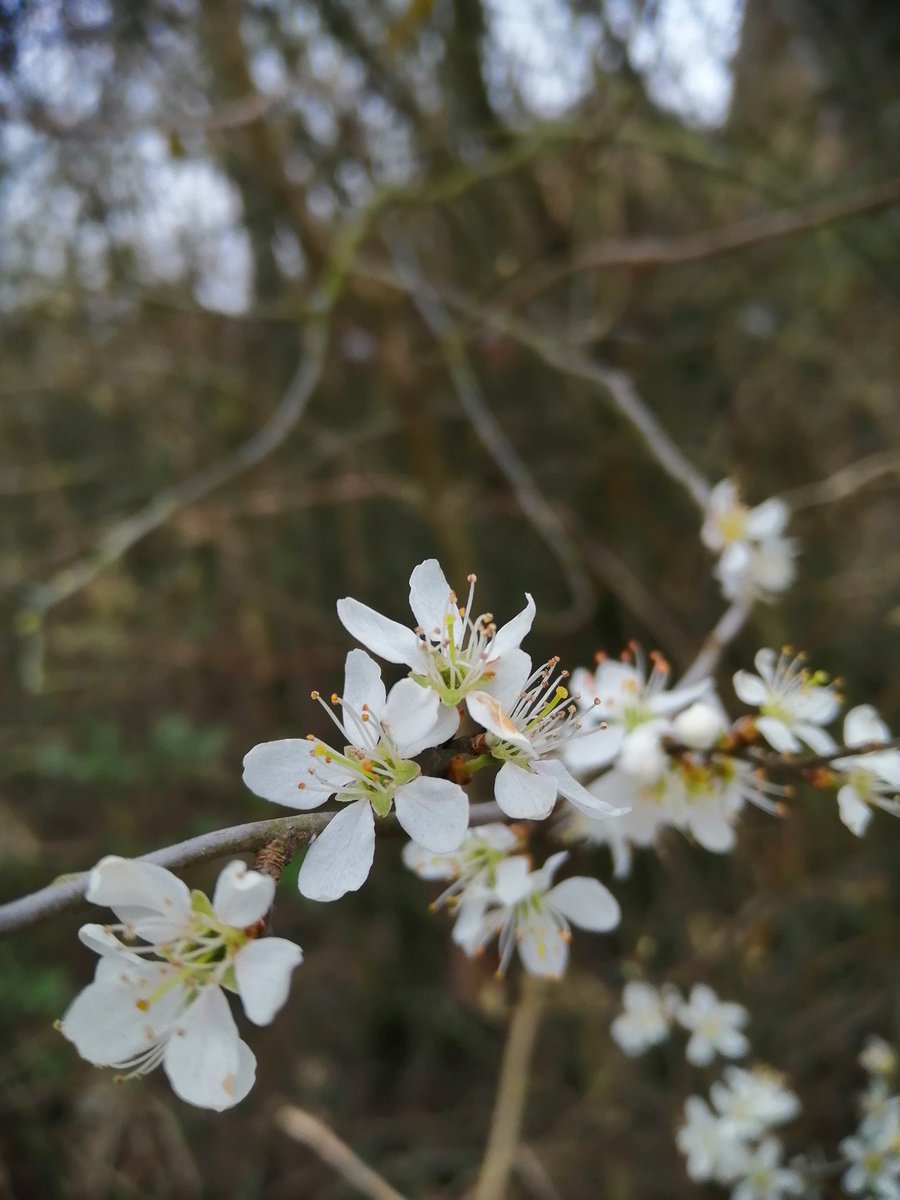 jonoDavCol's tweet photo. Went for my daily exercise / walk allowance today. Some nice stuff out there at this time of year. #spring #stayhome https://t.co/T0oL43s3bd