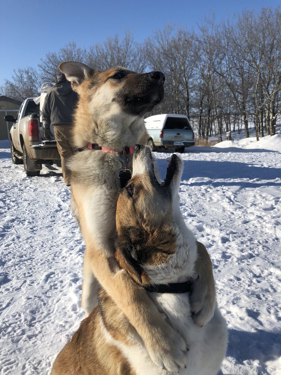 EverlyReed's tweet photo. @ellle_em #PetSocialDistancingFails https://t.co/4nWDf23XoB