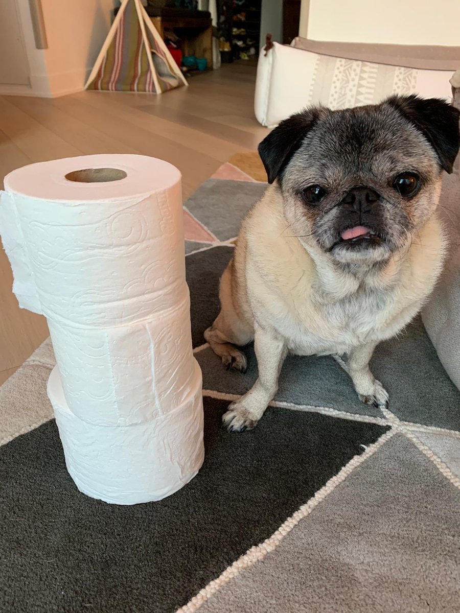 <a href="/LoulouHoltz/">LOU & MOO</a> <a href="/lilaubiegirl/">Angel Rear Admiral & Tigerzilla & Dolly</a> <a href="/mumesita/">🇨🇦 Hope, Angel Button 😇🌈 and Jean 🇨🇦</a> @JakeElwoodpugs <a href="/BeabullAnnie/">Annie the Beabull</a> <a href="/shawn_p_lyons/">Nora the frenchie</a> <a href="/ChihuahuaBaxter/">🐾 Baxter 🐾</a> <a href="/BulldawgLucy/">Penelope & Mom P</a> <a href="/puggle_jinx/">🇺🇦🏝🌊Puggle🌴Jinx & Chief🏖🐾🇺🇦</a> <a href="/BulldogBarkley/">Murphy 🐶 Barkley's Little Brother</a> Drumroll please 🥁 Momo is 3 rolls tall and proud!! 🧻 We nominate <a href="/MinnieMaxPugs/">Maggie & Milo the Pugs</a> <a href="/tuesdaythepug/">Tuesday the Pug</a> <a href="/otisthepugwalsh/">Otis, Veruca, Milo, & Teddy</a> 🤗