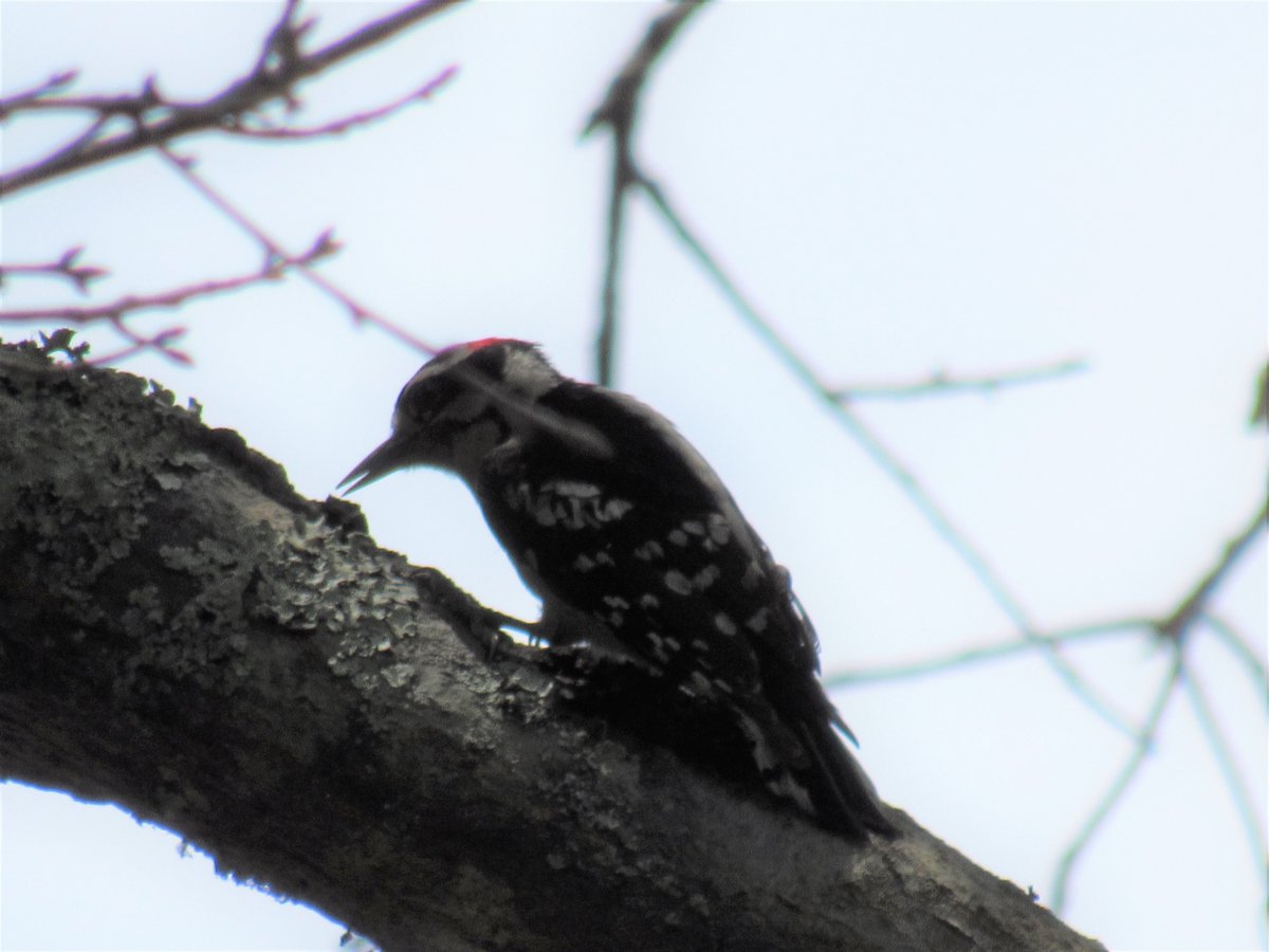 SoaringShayndel's tweet photo. We do this For Each Of You🥰👀🦯
#OurFlock
#OurMembers
#OurFollowers
@ProtectOurBirds
#BirdWatchersUnite
#SciComm
#BringingBirdsBack
#WildlifeWednesday #BeautifulNature
#WildAmerica #BackyardSanctuary #rewilding
#Floridalockdown #birdphotography #animalwatch https://t.co/cuuG4sq4KD