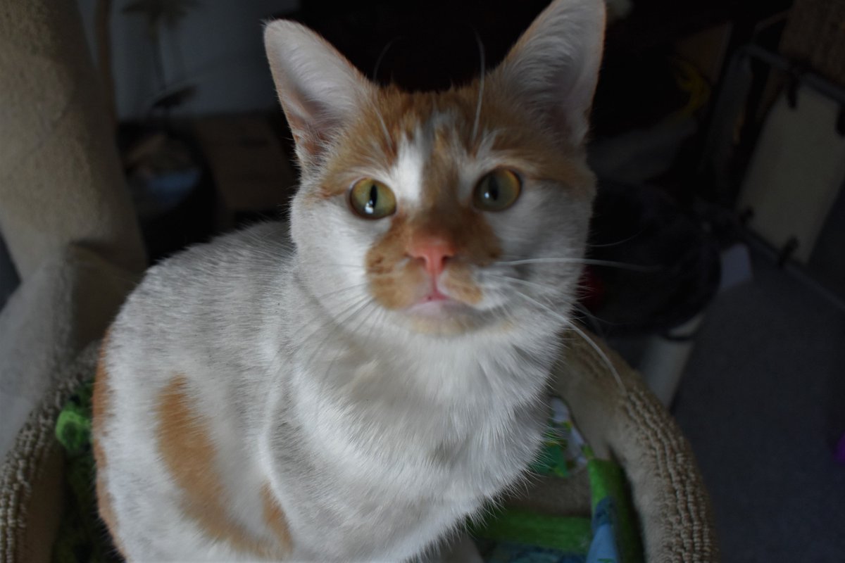 FartyCheddarCat's tweet image. Outside I go,
Into da sno,
I find a spot to roll.

I turn all gway,
Den run and play,
And make a diggy hole.

No poops I make,
But den I shake,
I run bak to da dor.

I go inside,
And gwin wif pwide,
And den I make a RAWRRRR!

#CheddarPoetry