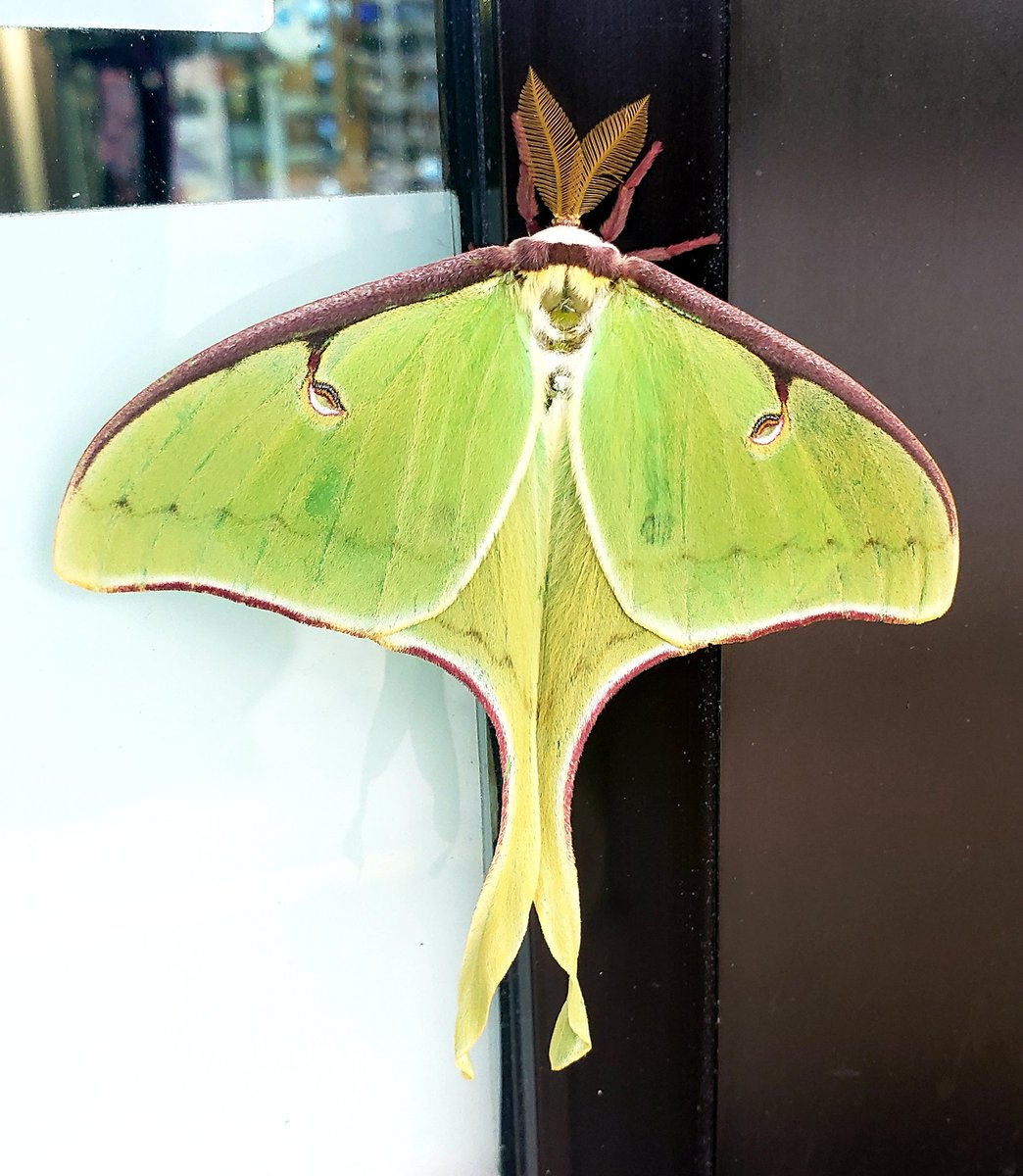 Cody Linton Seeing This Today Brought A Smile To My Face It S A Luna Moth Wednesdaymotivation Cody Linton Seeing This Today Brought A Smile To My Face It S A Luna Moth Wednesdaymotivation