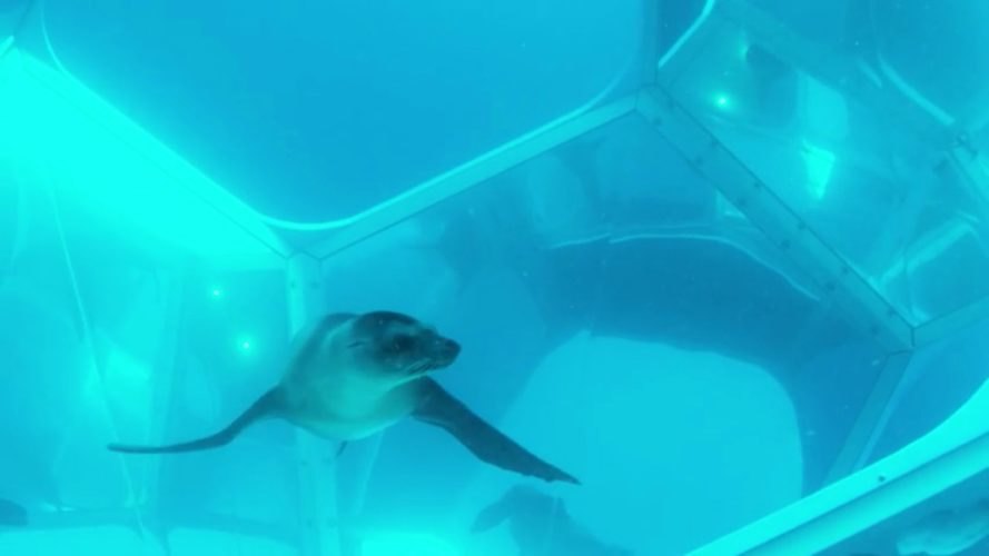 Daily calm – a sea lion visiting artist Doug Aitken's installation with Parley off the coast of California, Underwater Pavilions

instagram.com/p/B99980VHaeo/