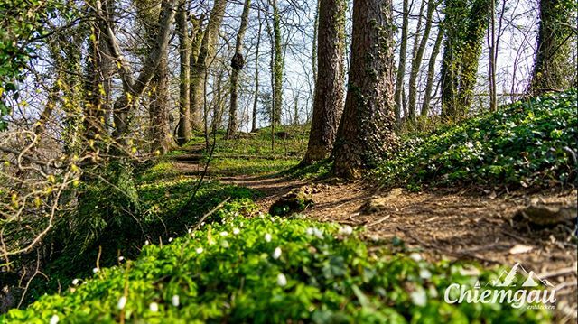 Der_Chiemgau's tweet photo. Social Distancing Spaziergang am heutigen Morgen. Kalt ist es, der Ostwind pfeift, aber irgenwie sieht es nach Frühling aus... 😁
_______________________________________

#chiemsee #chiemgau #frühling #prienamchiemsee #visualofearth #wald #deinbayern … https://t.co/9KTe7bgeHR https://t.co/oQ5S1oDGVi