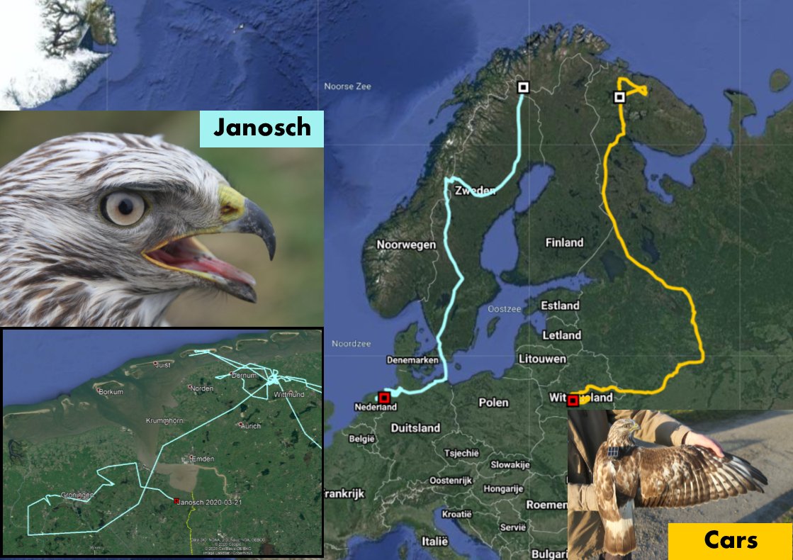 Ruigpootbuizerd Janosch is eindelijk thuis 🇳🇱! Na ons een hele winter in spanning te laten, met vage uitstapjes verder westelijk in DE om toch telkens terug te keren naar het Ahlenmoor 🇩🇪, is hij nu echt in <a href="/provgroningen/">Provincie Groningen</a>! Daar werd hij in 2018 gezenderd.

grauwekiekendief.nl/volg-ruigpootb…