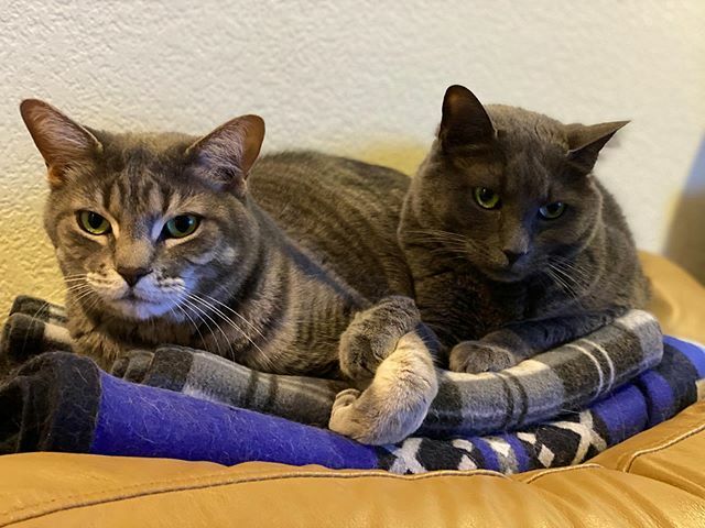 BuntsBiscuits's tweet photo. Stuart and Simon holding paws, because cats don’t so social distancing #bondedpair #catsholdinghands #greycatsofinstagram #greycats #tabbycat #russianblue #catsonblankets https://t.co/YsTRzdtG4x