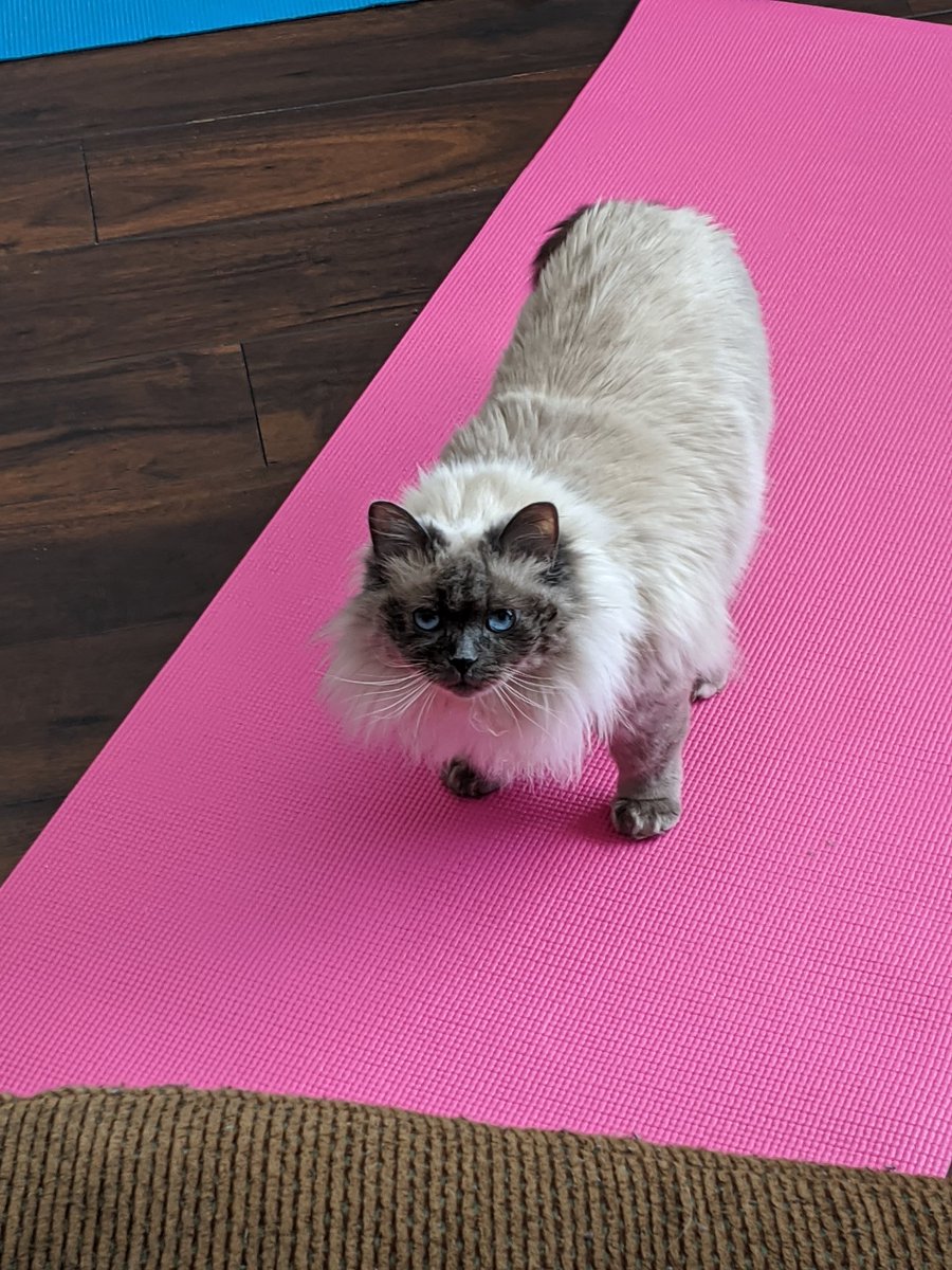 KCSawesome's tweet photo. Wellness is so important right now and it is for the ENTIRE family. Bella is doing the "Standing Kitty" yoga pose before she joins in. #KCSCares @ASDWLimelight https://t.co/mJKPBzmTfW