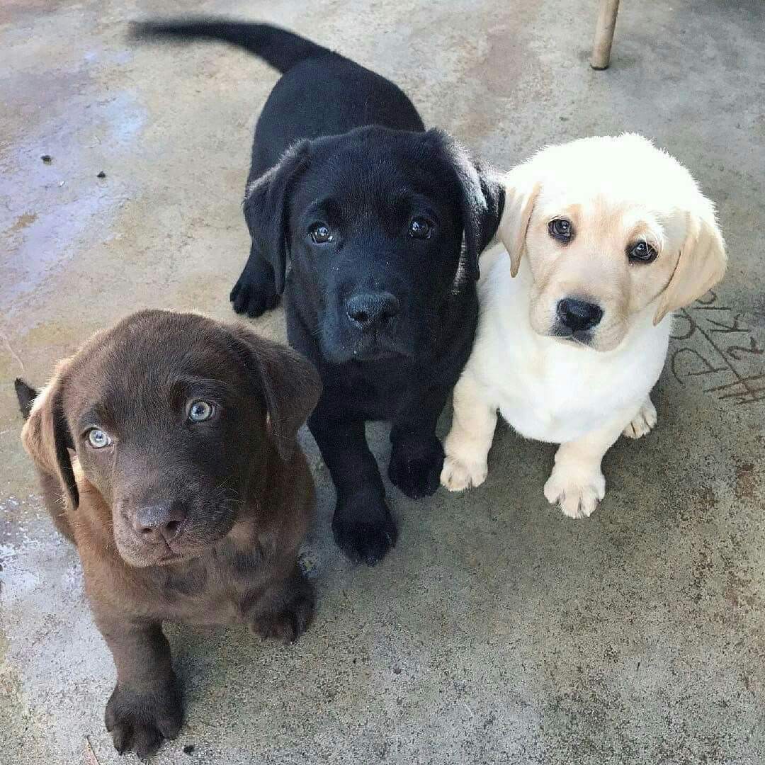 American_Jeny20's tweet photo. All this COVID-19 talk is depressing, so here's some better lab results..

❤❤❤❤❤ https://t.co/5D9JMGBVAL