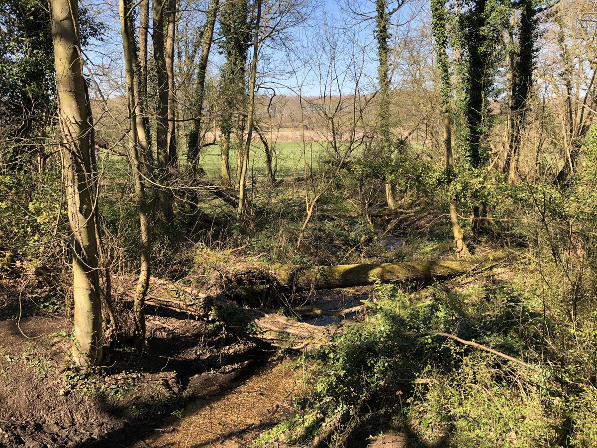 Our one hour exercise walk. For a moment it was hard to imagine there was anything wrong in the world