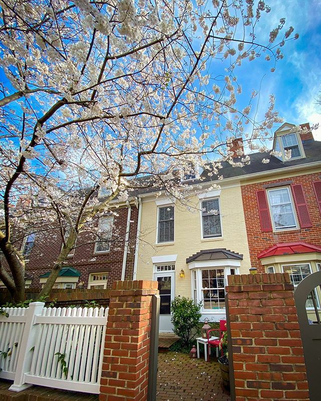 This springtime is unlike any I have spent in the DC area. Typically I brave the crowds at the Tidal Basin to appreciate the cherry blossom trees in all their glory. This year, I’m taking more time to appreciate these trees in and around Old Town. 
In fa… ift.tt/33Jg6EG