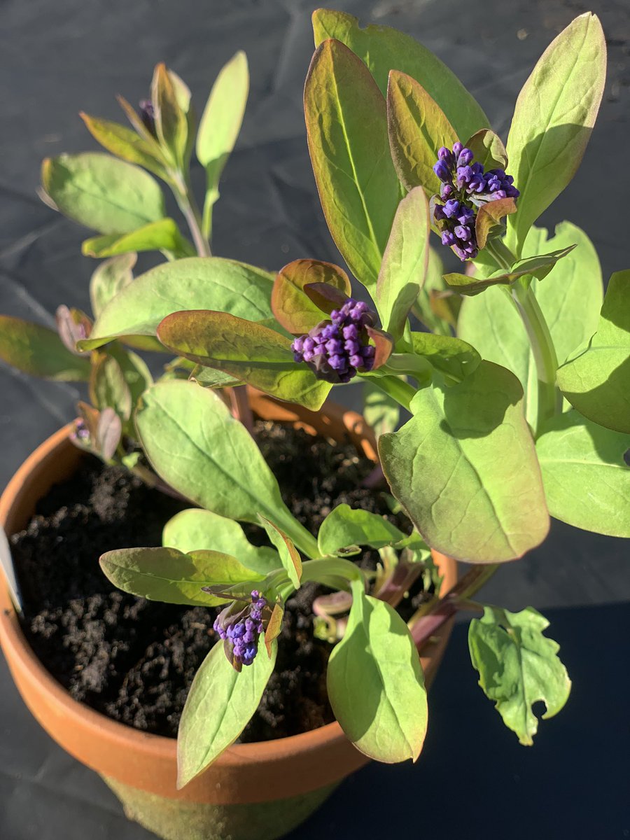 campbell798's tweet photo. The Virginia bluebells (ha!) I bought last year and thought I killed have beautiful purple flowers. #TinyJoys #InHortus https://t.co/4HyhHs1OSM
