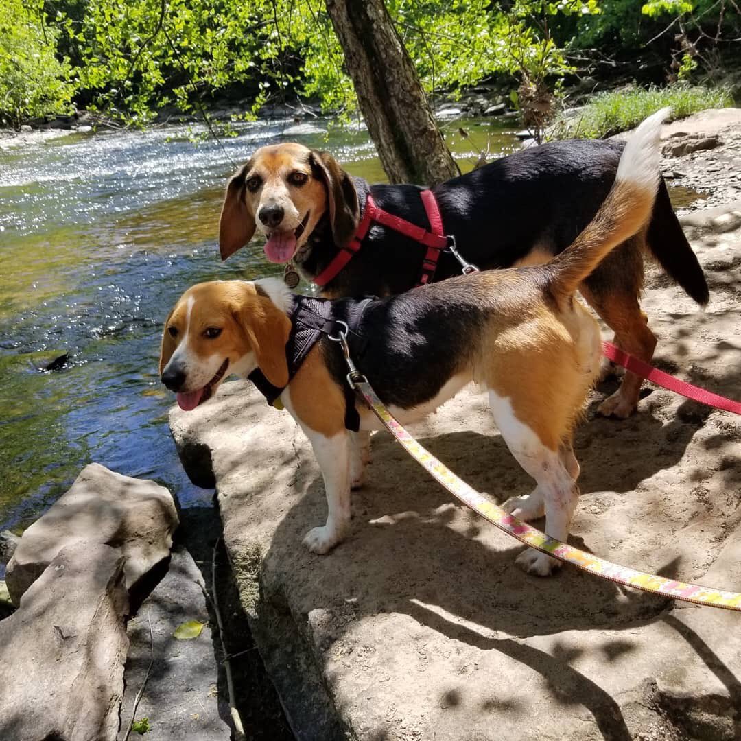 DenaeHedrick's tweet photo. @CBSouthHS The Hedrick pups. Meet Charlie &amp;Daisy.
#PetsOfCBSouth https://t.co/kmGQha8fOT