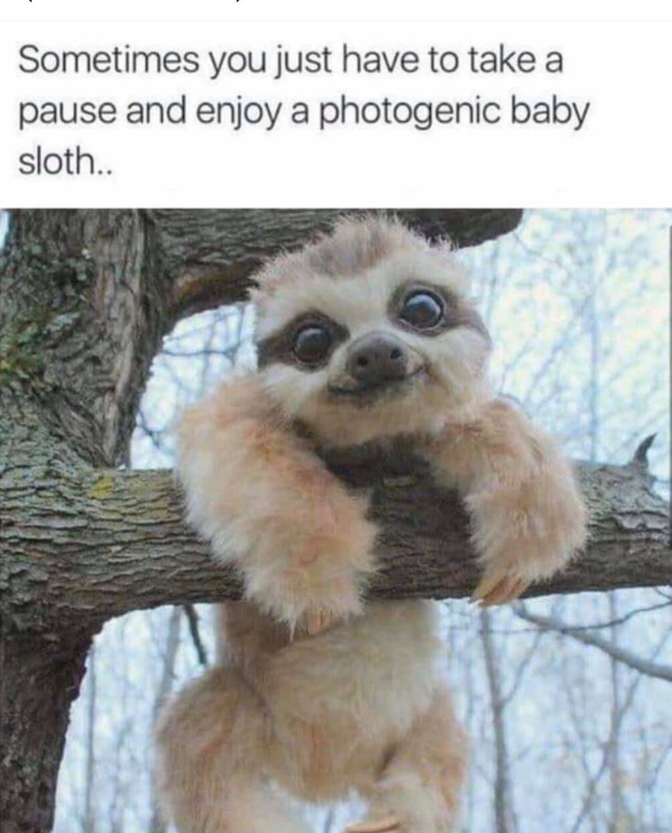 melissalwh's tweet photo. #pauseandsmile #sloth https://t.co/ymy7Qw2trL