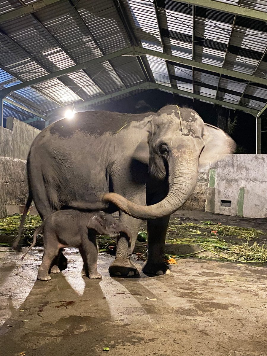 gembiraloka_zoo's tweet photo. Telah lahir dengan selamat dan sehat. Anak gajah "Bledug" berkelamin betina, pada Rabu, 25 Maret 2020, Pukul: 02.06 WIB. Dari induk jantan Argo (30th/Way Kambas;1996) dengan betina Sinta (21th/Bengkulu;2015). Dan dua jam kemudian "Bledug" sudah mampu menyusu ke induknya sendiri. https://t.co/yDrUNB43ju