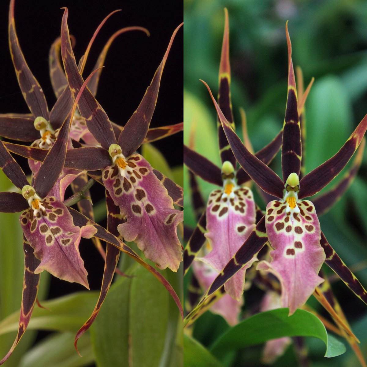 SIGardens's tweet photo. Even orchids enjoy escapism. While you’re curling up with a book today on #TolkienReadingDay, imagine Bratonia Shelob ‘Tolkien’ or ‘Red Spider’, in place of the spiders in the Lord of the Rings. 
#SmithsonianGardens #SGOrchids https://t.co/D3jwe8S2VX