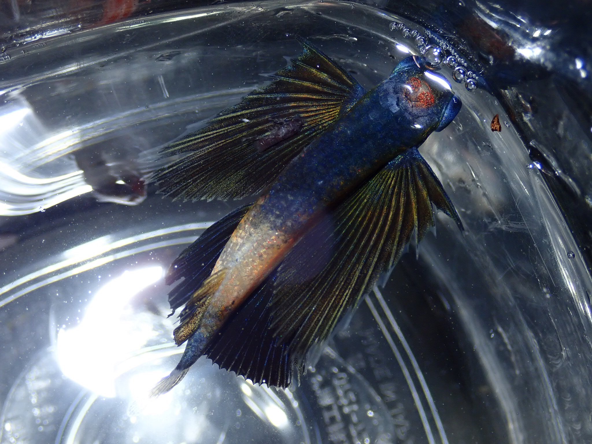 O Xrhsths 𝑰𝒔𝒕𝒊𝒐𝒑𝒉𝒐𝒓𝒖𝒔 羊歯 Sto Twitter Tlを魚で埋め尽くす ザカトビウオ アヤトビウオ ツクシトビウオ ハゴロモトビウオ