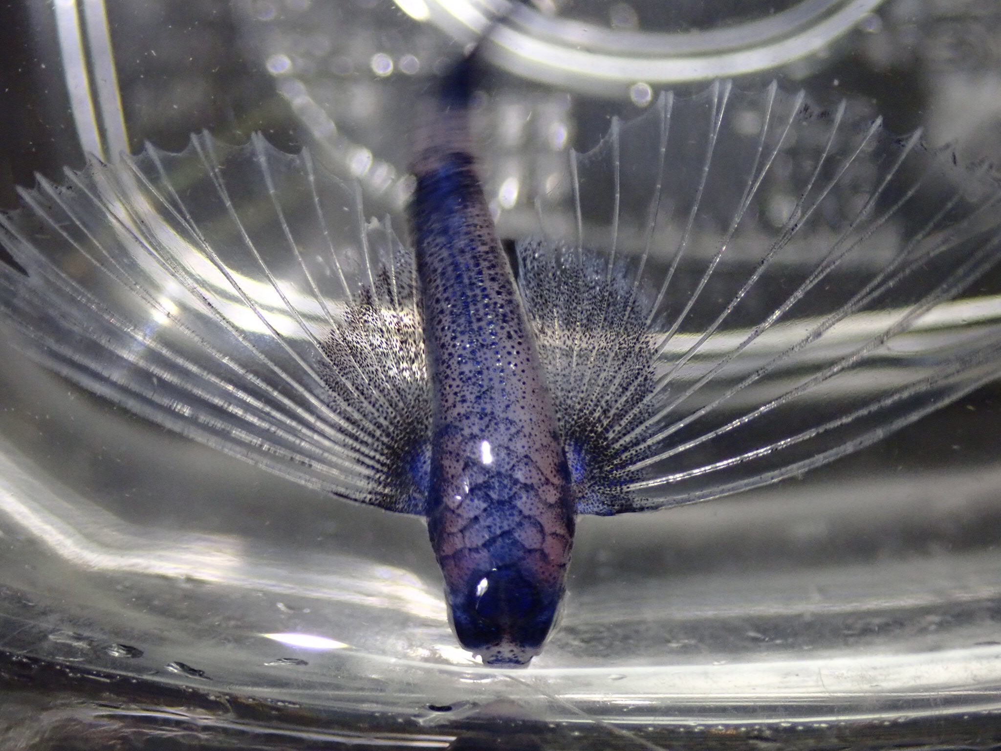 𝑰𝒔𝒕𝒊𝒐𝒑𝒉𝒐𝒓𝒖𝒔 羊歯 Tlを魚で埋め尽くす ザカトビウオ アヤトビウオ ツクシトビウオ ハゴロモトビウオ 𝑰𝒔𝒕𝒊𝒐𝒑𝒉𝒐𝒓𝒖𝒔 羊歯 Tlを魚で埋め尽くす ザカトビウオ アヤトビウオ ツクシトビウオ ハゴロモトビウオ