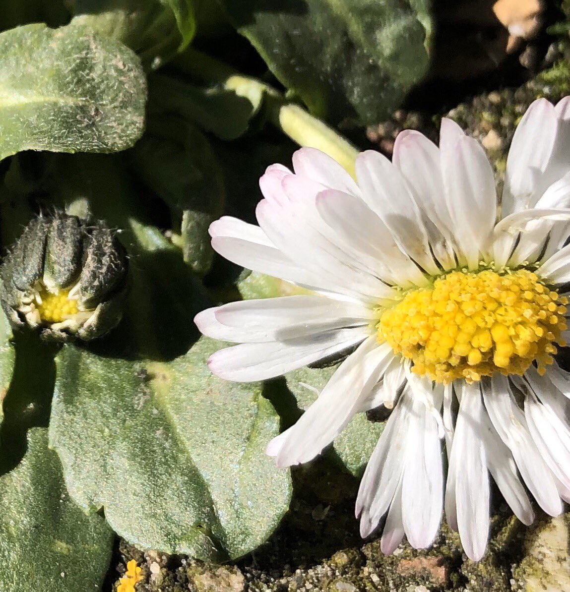 Wat een leuk initiatief: meer aandacht en bewustzijn voor wilde planten in eigen omgeving.
Bekijk de wereld <a href="/stoepplantjes/">Stoepplantjes & Stadsnatuur</a> zoals het #madeliefje eens wat van dichterbij. Eigenlijk een best mooi bloemetje. @FLORONNederland <a href="/NedVerBotTuinen/">NVBT</a> <a href="/FloraNederland/">Flora van Nederland</a> <a href="/wildflowerhrNL/">wildflowerhourNL</a>