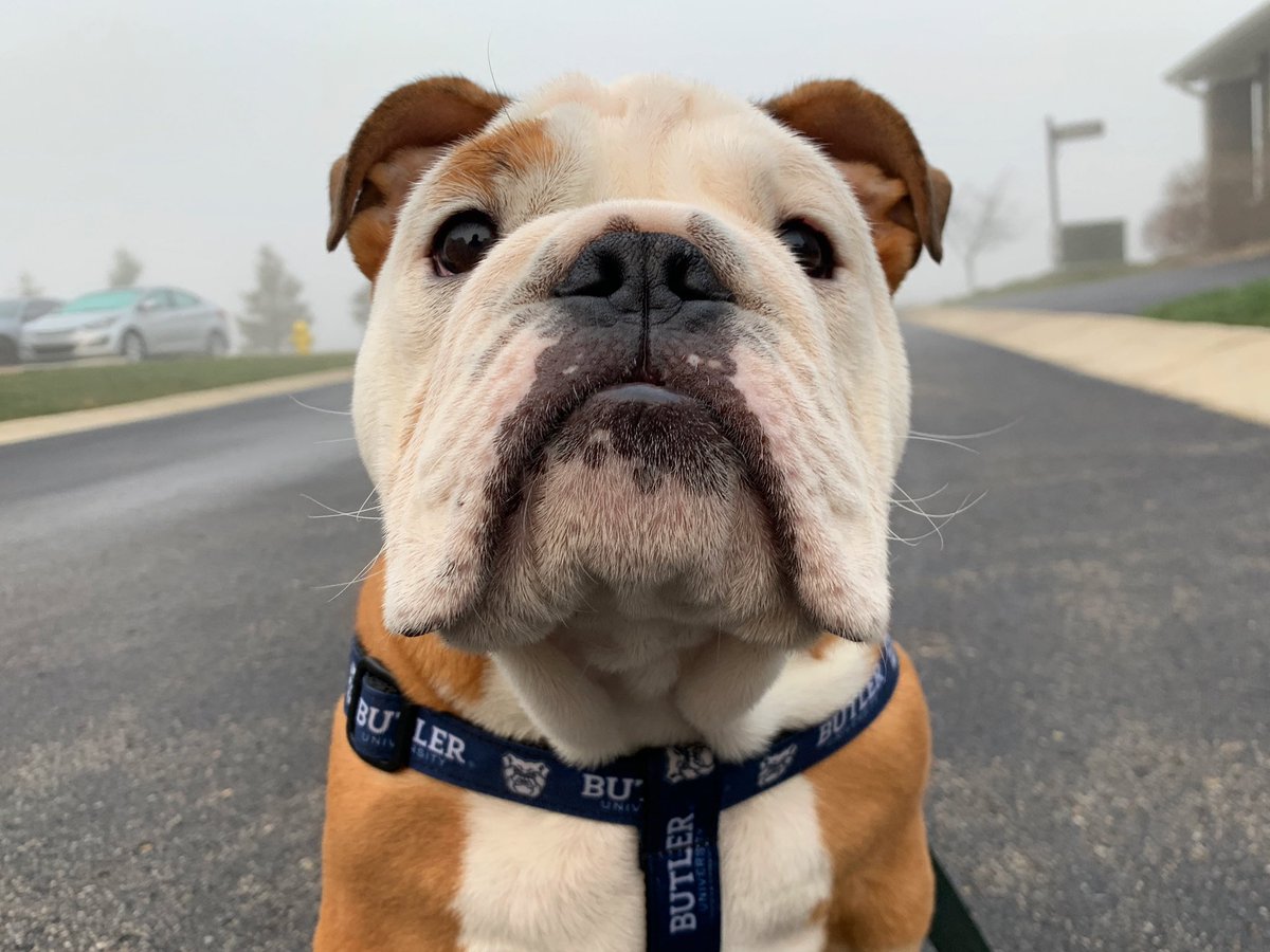 TheButlerBlue's tweet image. Hey, why is this cloud on the ground? ☁️