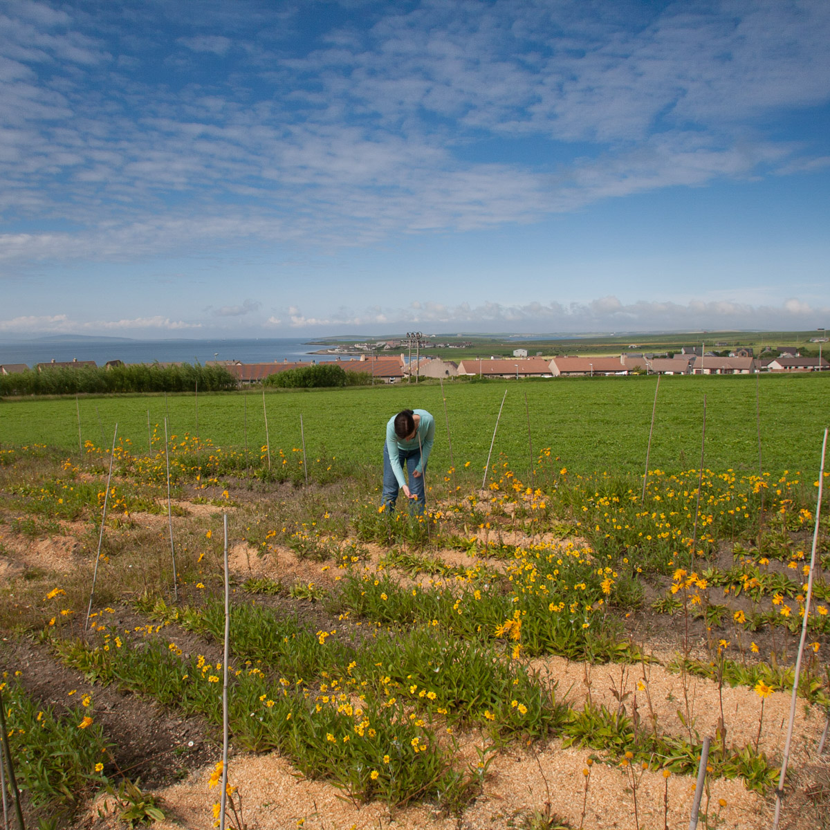 Liz Barron-Majerik MBE (awarded for her work engaging young people in STEM & initiating Inverness Science Festival). Here with her experimental plot on Orkney when researching novel uses of arnica. Now  @LANTRA Scotland Director. #WeAreHighlandsAndIslands  #TheHillsAreAlwaysHere